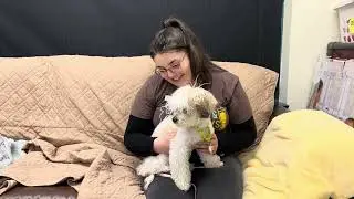 Meet Paisley at Dakin Humane Society!!
