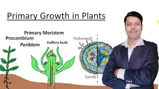 Primary Growth in Plants: Chapter- anatomy of flowering Plants