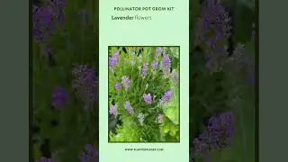 Pollinator Pot Grow Kit