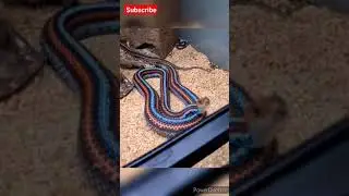 World's beautiful snake #sanfranciscogartersnake