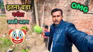 Chiku ke Liye Itna Bada Papaya Tod Diya 😱✅ Lekin Fir Kya Hua? Rajan’s Family 