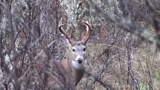 Field ID: Columbian white-tailed and black-tailed deer