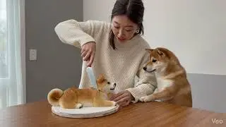 &ldquo;A real dog&rsquo;s reaction! It was shocked when the cake was cut.