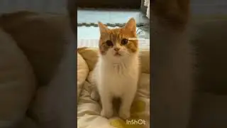 cat training ||Training at home || training One month old cat  gojo cat sibling |#pet #cat cat