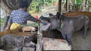 Natural Pig Farming on a Small Farm | real life Pig Farm