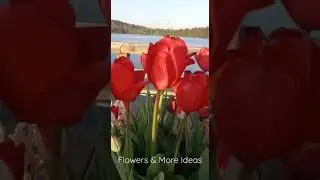 #shorts *Tulips* @flowersmoreideas3639 #awesome #beautiful #garden #floral #greens #lovely #nature