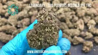 Legendary CBD - below 0.2% THC - High quality CBD flowers