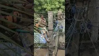 coconut tree cutting method  in India !!