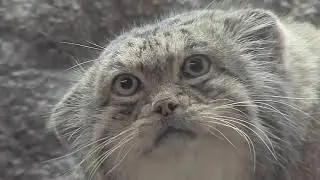 Пампасская Кошка. Не слышали про таких? Тогда заходи!!!