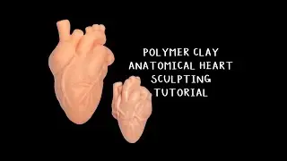 Polymer Clay Anatomical Heart Sculpting Tutorial