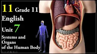 11 Grade 11 English Unit 7 Systems and Organs of the Human Body; The Heart