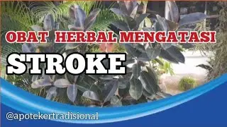 Cara Mengobati Penyakit Stroke Dengan Obat Herbal | Obat Stroke Herbal