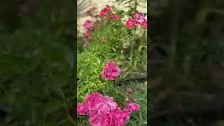 Turning a yard into a garden, mom starts her dream garden in retirement #retirement #gardening
