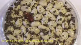 Как Бороться с Вредителем Фасолевой Зерновкой На Кухне? Макровидео