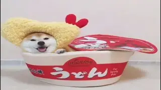 🦁 My shiba inu likes his new ramen dog bed so much... 🦁 barkermeow