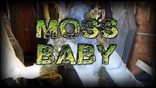 Moss Baby