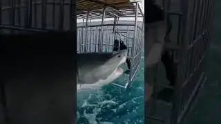 Lucky  #underwater #cctvfootage #shark
