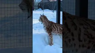 Что случилось с рысью Локи? 🙀
