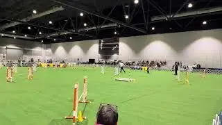 Rose City Classic Dog Show Agility