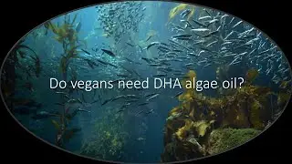 Do vegans need algae oil per @DoctorKlaper ? Why I disagree