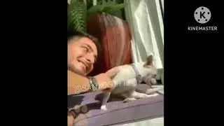Angry Dogs Compilation Funny Angry Pets Videos of Tiktok 2021