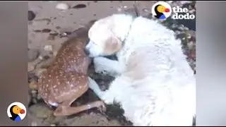 Dog Saves Deer From Drowning | The Dodo