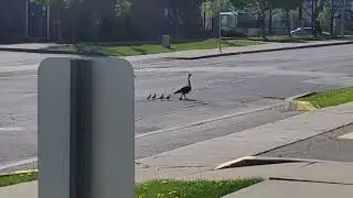 Ducks crossing the road in Toronto.