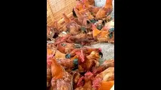 How to Start Poultry Farming Step-by-Step | Complete Beginner&rsquo;s Guide