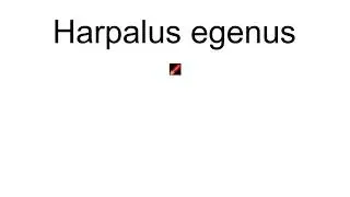 Harpalus Egenus
