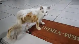 Pr&oacute;tese Veterin&aacute;ria em Gato - Endo Exopr&oacute;tese Bionic Cat  - Dr. Alan Gleison