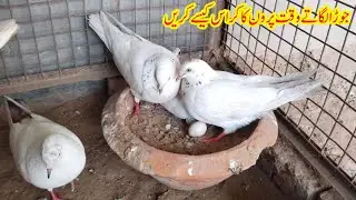 Jora Lagany Main Par ko Kise Cross Kren