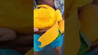 BENEFITS OF MANGOS 🥭