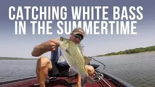 Catching White Bass in the Summertime