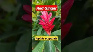 𝙍𝙚𝙙 𝙂𝙞𝙣𝙜𝙚𝙧 𝙋𝙡𝙖𝙣𝙩 (Alpinia purpurata) #shorts #short #monocot #ginger #nature #botany #floweringplant