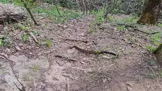 Rattlesnake on the Appalachian Trail