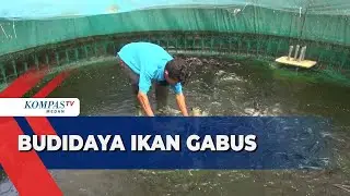 Seorang Warga di Kabupaten Serdang Bedagai Mengembangkan Budidaya Ikan Gabus Organik