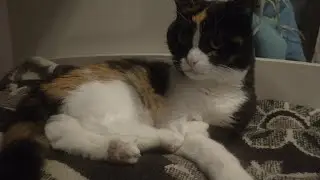 The Empress likes to be clean 