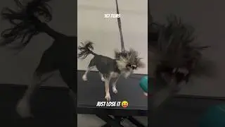 Just Loose It Dog Eminem #dog #dogs #pets #funny #lol #viralvideo #eminem #vet #fyp #viralshort #pet
