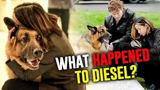 Meet Diesel&rsquo;s Real Family & The Truth About His Death | Hudson & Rex Season 8 Shocker