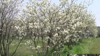 Serviceberry Tree For Sale $1.60