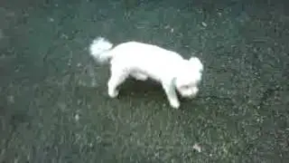 Willie Dog