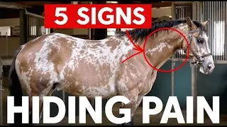 5 Behaviors That Mean Your Horse Hides Pain (Don&rsquo;t Ignore These)