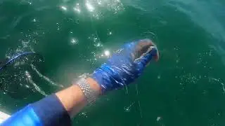 School Mackerel trolling