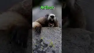 achei o meme do  #Arthur  eu o dia todo...