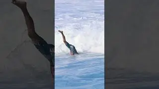 Pro's Duck Dive 🦆 #surf #pipeline #hawaii #duckdive #northshore #surfing #duckdiving #waves #wsl