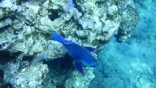 Happy Life House Reef Dahab - PHOTOS