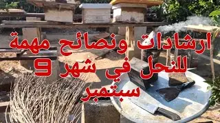 ارشادات وتوجيهات ونصائح للنحل والنحال في شهر 9 سبتمبر 2023م