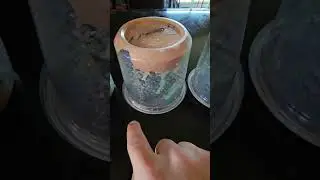 КАК ПРАВИЛЬНО СОДЕРЖАТЬ РОГОЛОВЫХ ЧЕРВЕЙ! ВЫ ДЕЛАЕТЕ ЭТО НЕПРАВИЛЬНО!