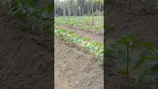 Piment&atilde;o com menos de um m&ecirc;s .