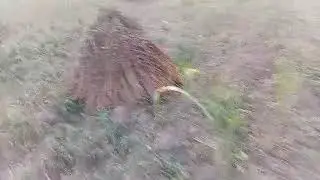 SESAME seeds farm harvesting 1
